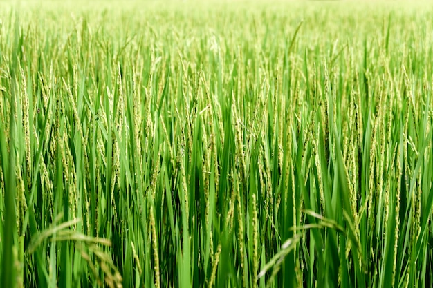 close-up de campo de arroz