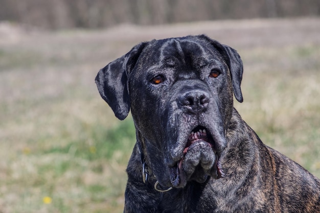 Close-up de cane corso olhando para fora ao ar livre