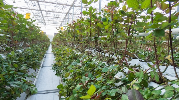 Close-up de canteiros de irrigação na estufa. estufa industrial para o cultivo de rosas