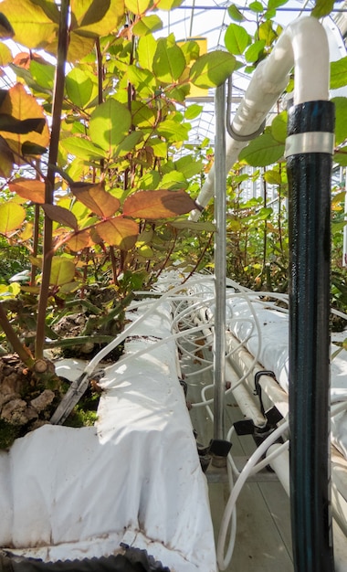 Close-up de canteiros de irrigação na estufa. estufa industrial para o cultivo de rosas