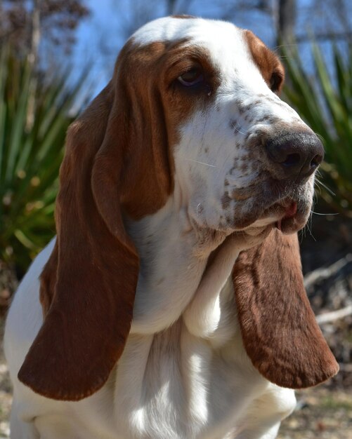 Foto close-up de cão ao ar livre