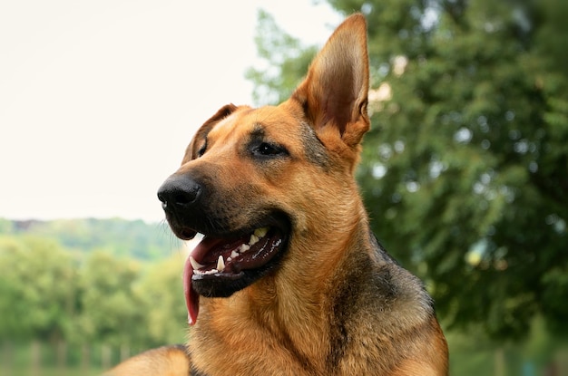 Close-up de cão ao ar livre