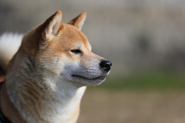 Close-up de cão ao ar livre