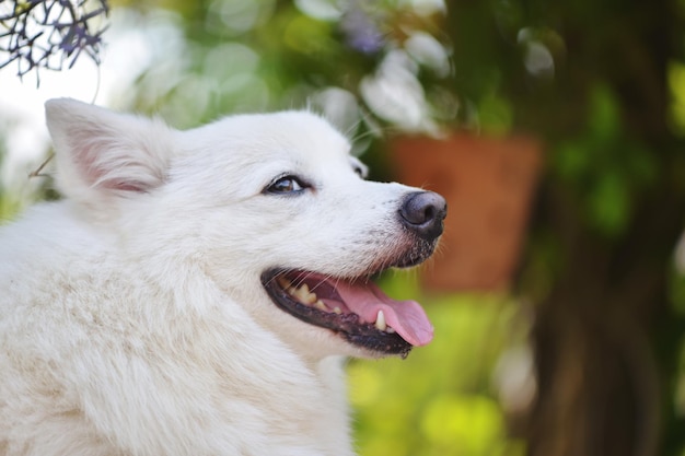 Close-up de cão ao ar livre