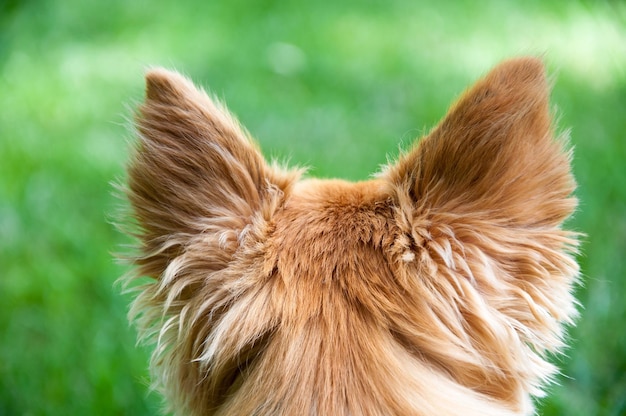 Foto close-up de cão ao ar livre