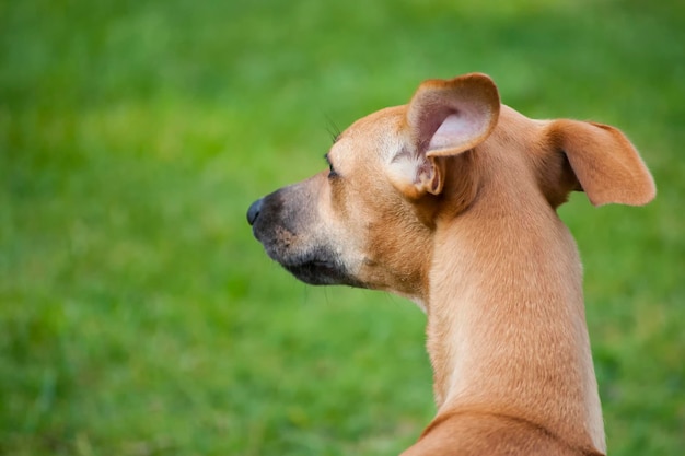Foto close-up de cão ao ar livre