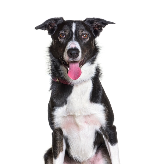 Close-up de cão Border collie isolado no branco