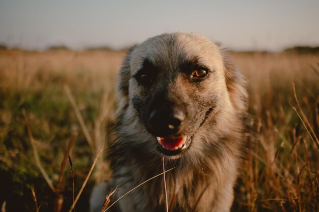 Close-up de cão castanho branco vagabundo olhando para a câmera ficando em pastagens secas sozinho com a luz do sol em