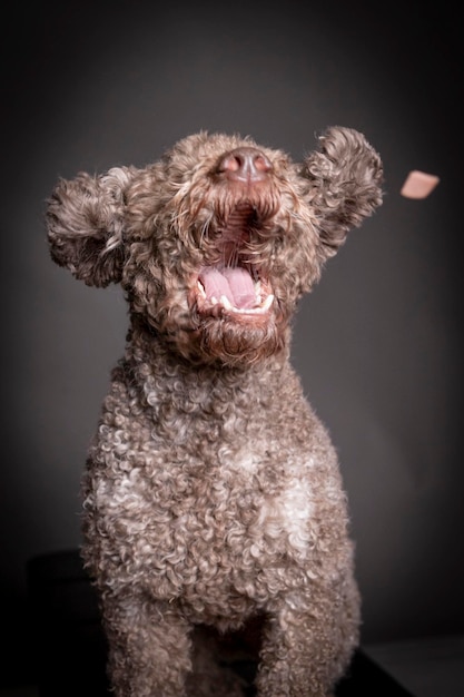 Foto close-up de cão com a boca aberta