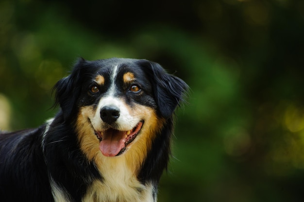 Close-up de cão com a língua saindo