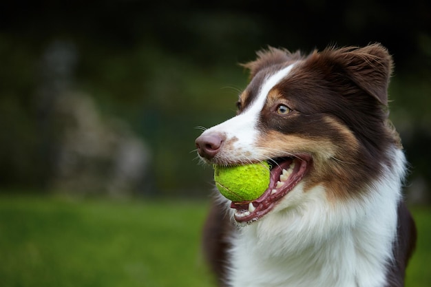 Close-up de cão com bola na boca