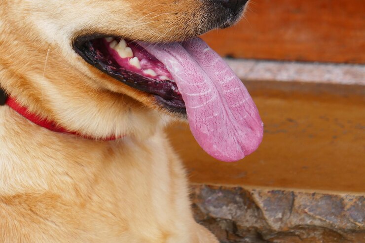 Foto close-up de cão com língua grande