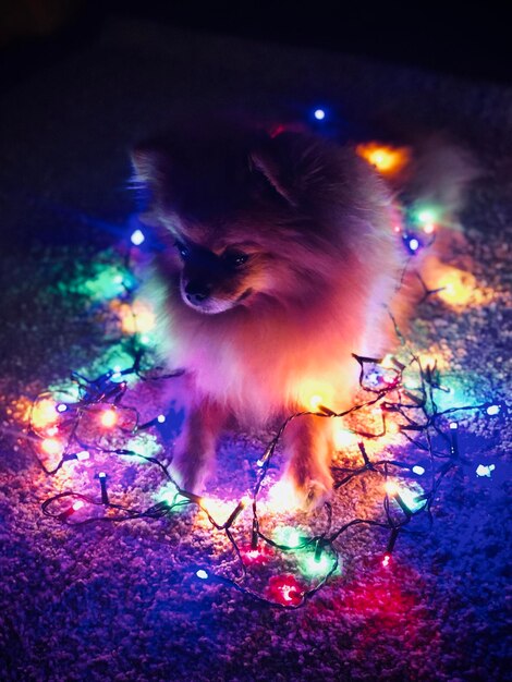 Foto close-up de cão com luz de corda iluminada