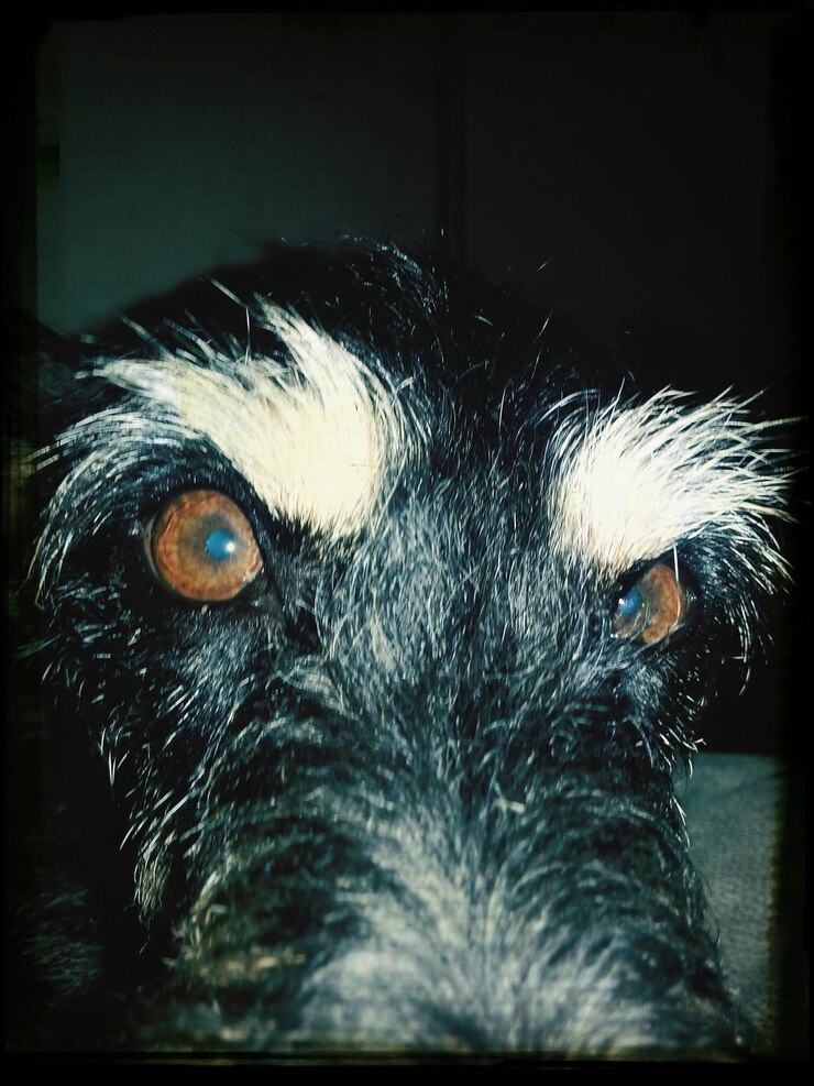 Foto close-up de cão com olhos castanhos e sobrancelhas brancas olhando para a câmera