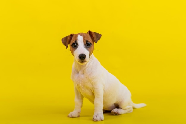 Foto close-up de cão contra fundo amarelo