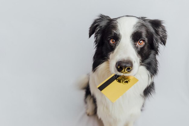 Foto close-up de cão contra fundo branco