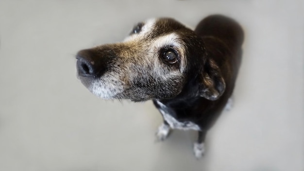 Foto close-up de cão contra fundo branco