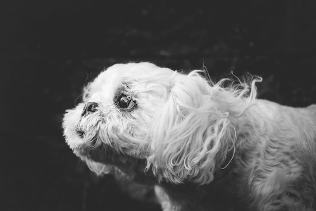Close-up de cão contra fundo preto
