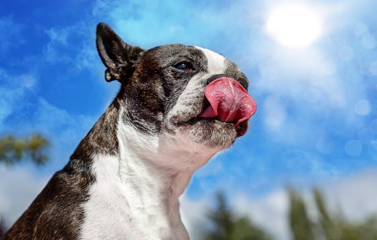 Foto close-up de cão contra o céu