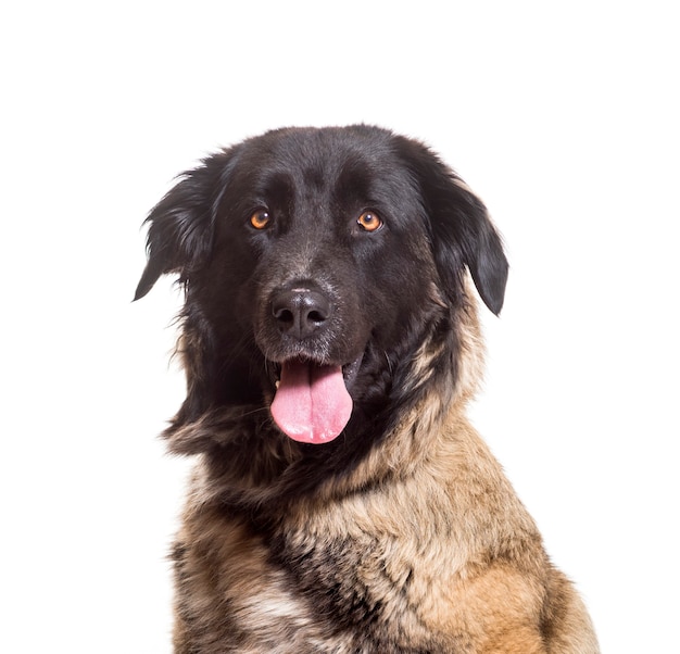 Close-up de cão da Serra da Estrela ofegante