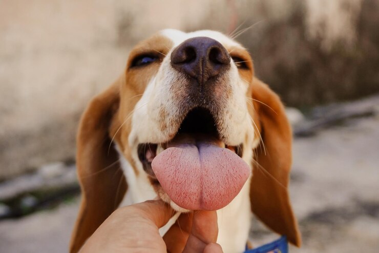 Foto close-up de cão de mão