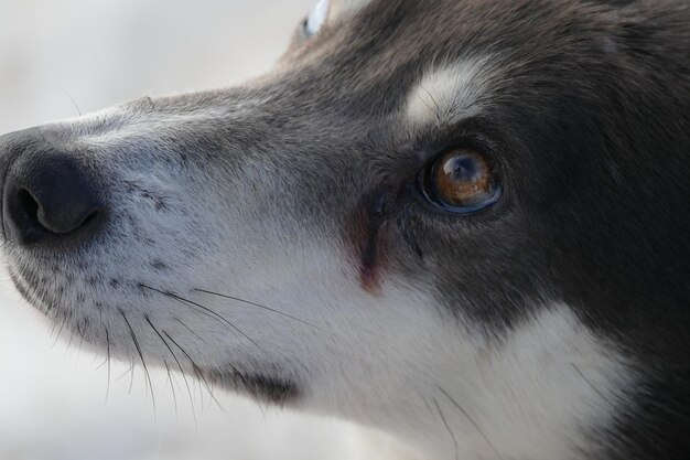 Foto close-up de cão de trenó na neve na alemanha