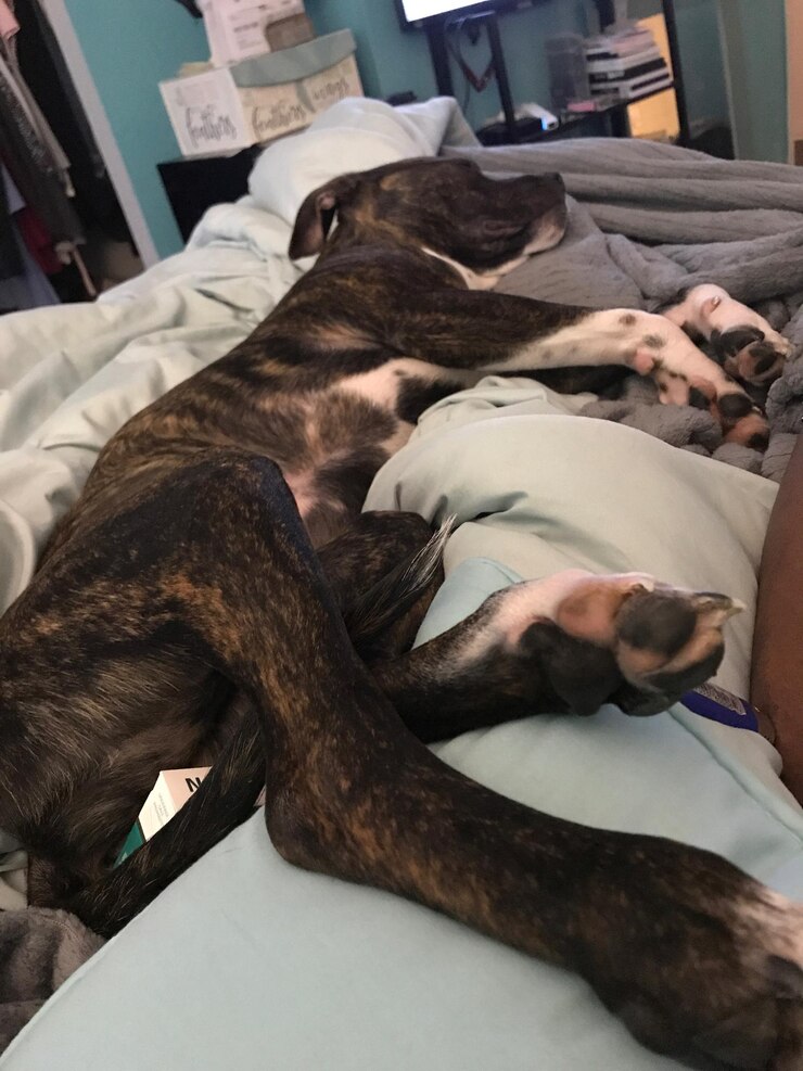 Foto close-up de cão dormindo na cama em casa
