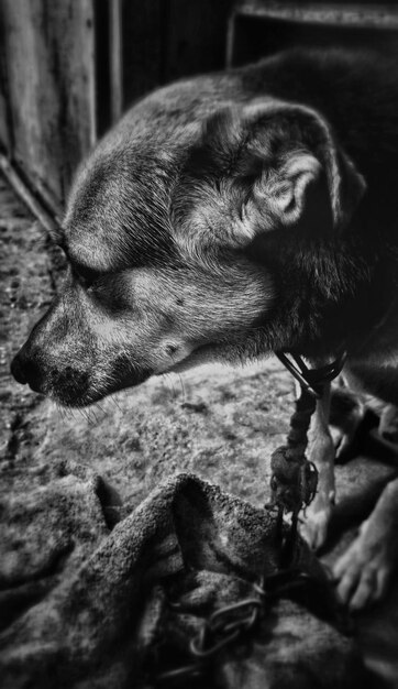 Foto close-up de cão dormindo