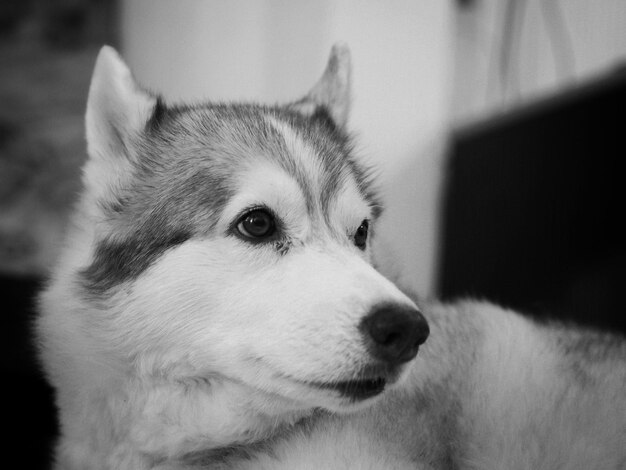 Foto close-up de cão em casa