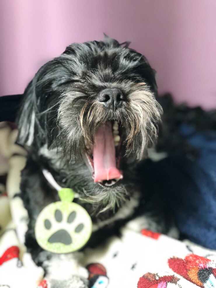 Foto close-up de cão em casa