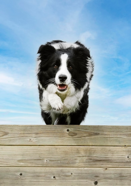 Close-up de cão em parede de madeira