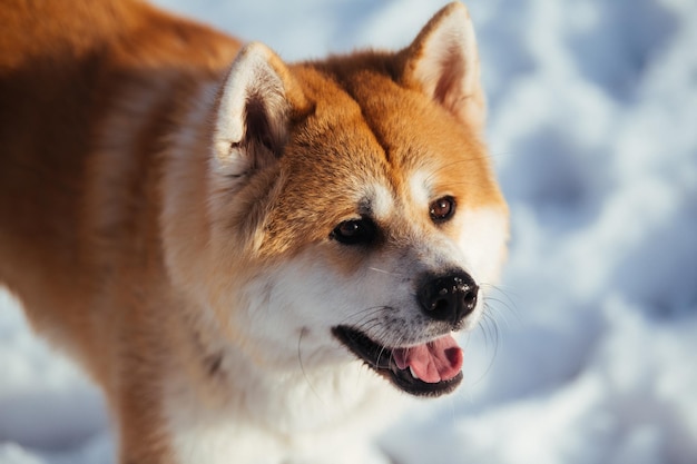 Close-up de cão na neve