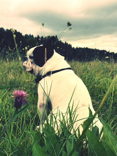 Foto close-up de cão no campo contra o céu