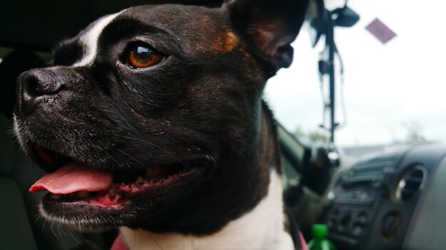 Foto close-up de cão olhando para longe no carro