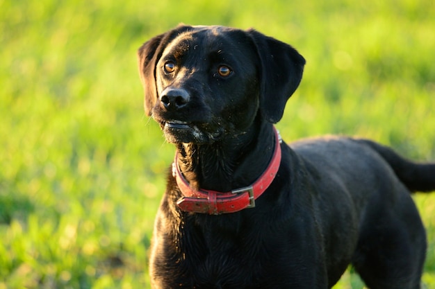 Close-up de cão preto no campo