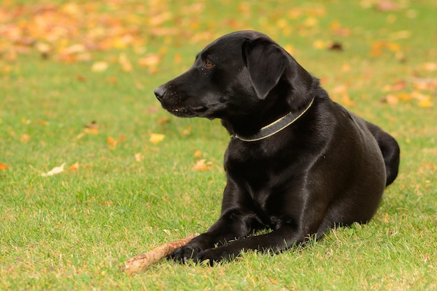 Close-up de cão preto no campo