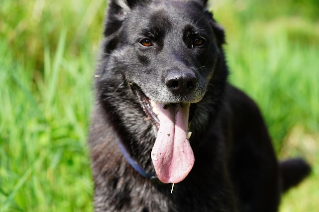 Foto close-up de cão preto no campo