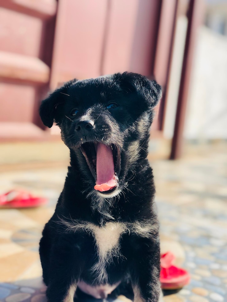 Foto close-up de cão preto