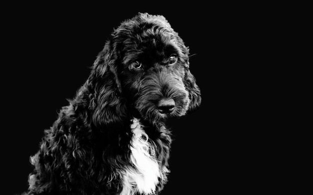 Close-up de cão sobre fundo preto