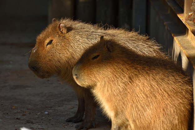 Close-up de capíbaras no zoológico