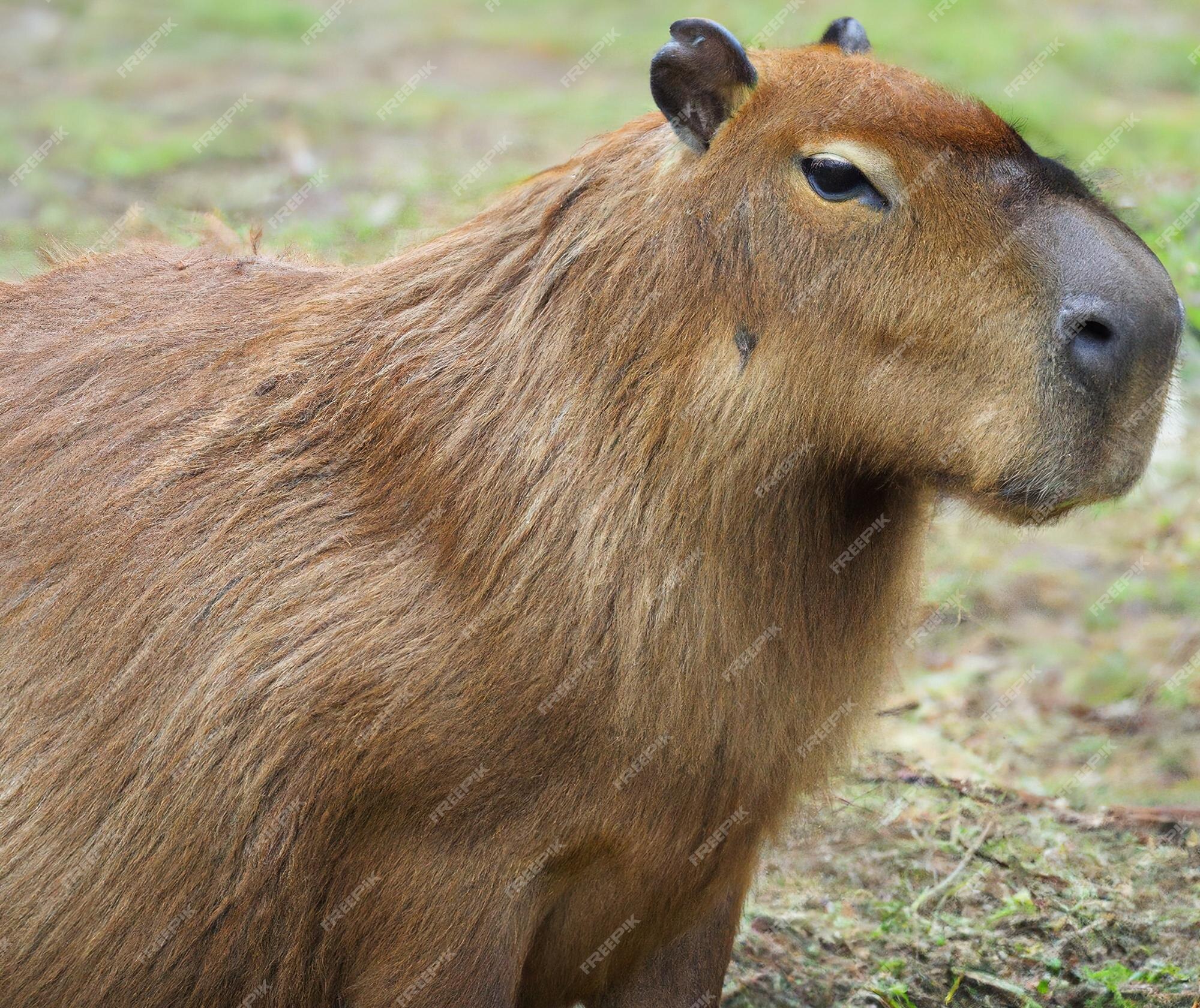 Foto aproximada da cabeça de uma capivara enquanto ela move suas