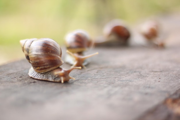 Close-up de caracóis em madeira