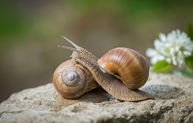 Close-up de caracóis em rocha