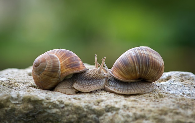 Close-up de caracóis em rocha