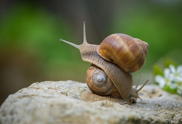 Close-up de caracóis em rocha