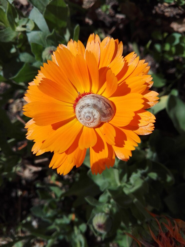 Foto close-up de caracol em flor de laranja no jardim