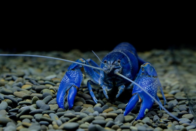 Foto close-up de caranguejo azul em seixos