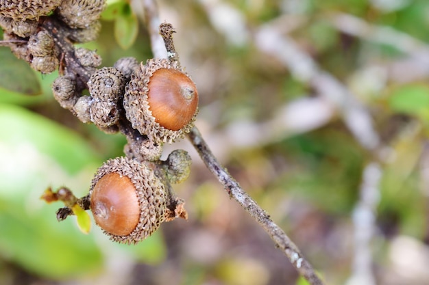 Close-up de caranguejo na planta