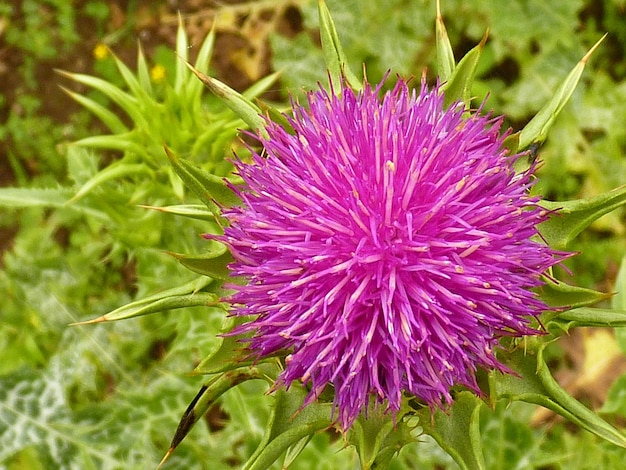 Close-up de cardo florescendo no campo