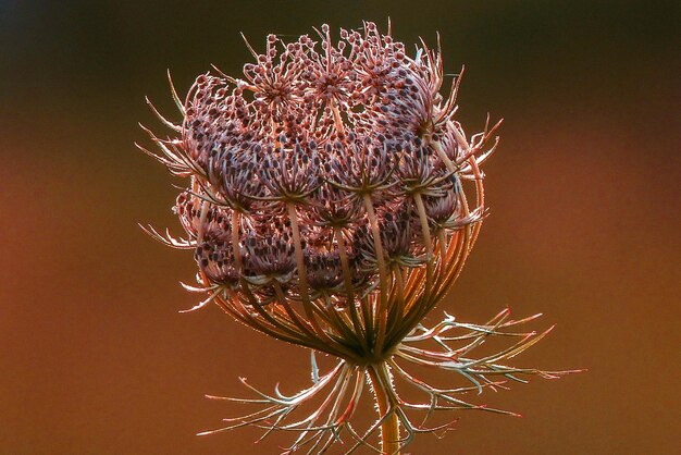 Foto close-up de cardo murcho